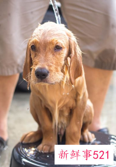 训练狗狗大小便妙招