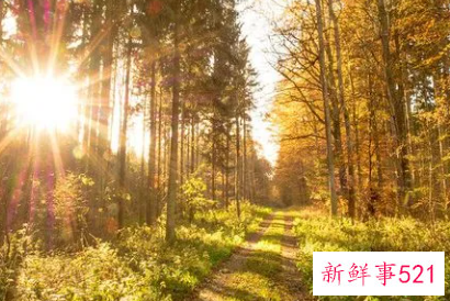 梦见和别人去森林