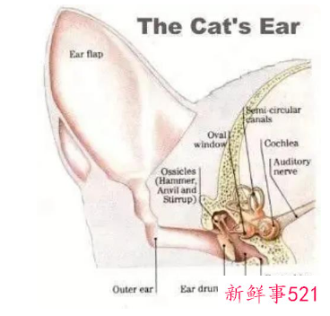 土耳其四耳猫猫在网上走红