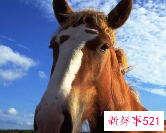 男马女羊的婚姻是否相配