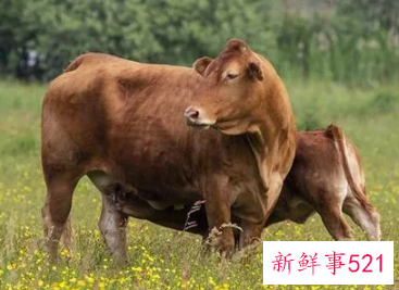 梦见牛开口说话意味着什么