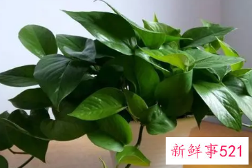 绿萝在室内怎么养才能更旺盛