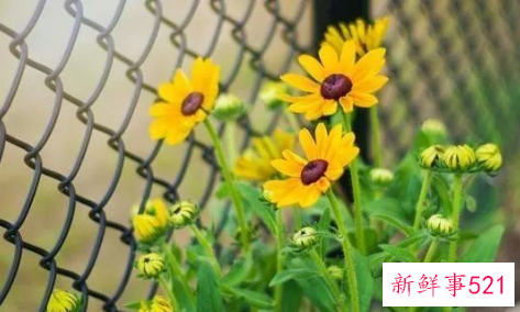 男人一见就爱的三大生肖