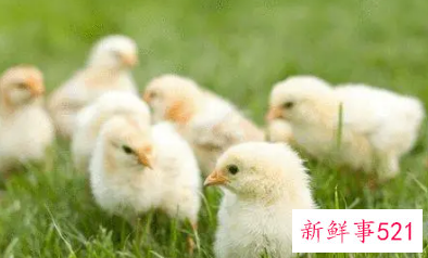 鸡苗该怎么养