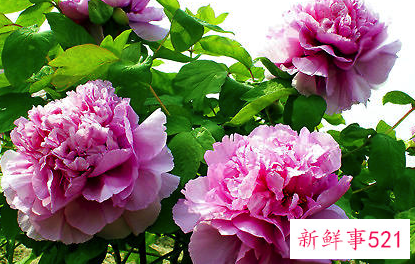 春季牡丹的养护要点