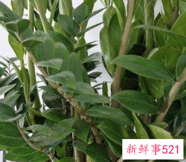 院子里种什么花最旺宅