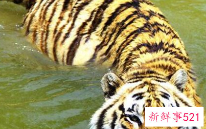 世界上最大的老虎