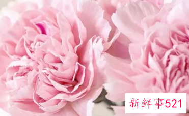 康乃馨花优美的句子