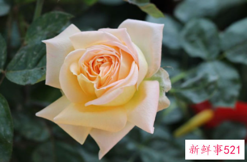 最吸引女人的生肖男