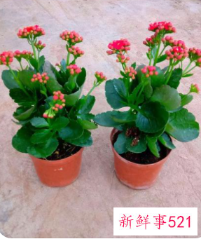 春节家里摆什么花喜庆