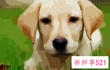 属狗感情还能复合