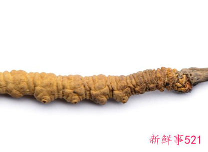 吃冬虫夏草对性功能有帮助吗