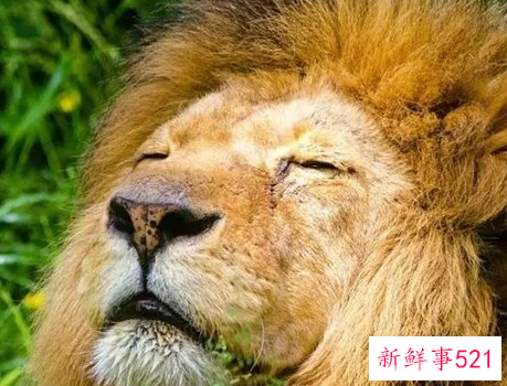 什么动物咬合力最大