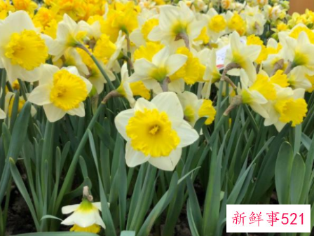 春节家里摆什么花喜庆