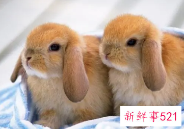 有创意的兔子名字