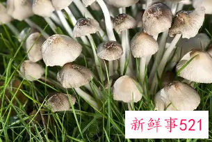 不能吃的菌子有哪些