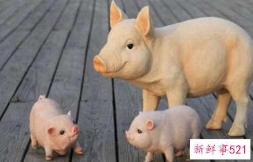 1983年属猪女人的财运