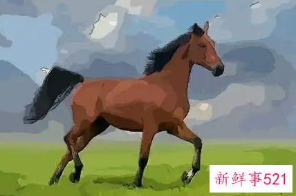 属马男人疼爱你的表现