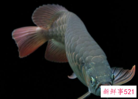 关于蓝系过背金龙的审美标准