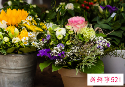 10种客厅招财植物推荐