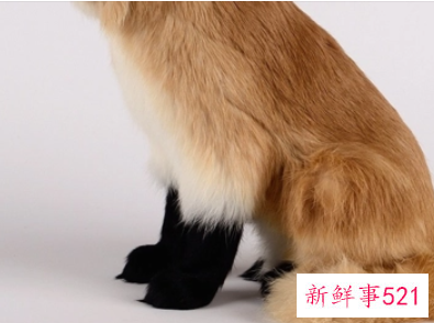 梦见黄色狐狸是什么意思