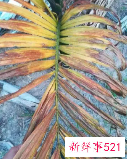 治槟榔黄化病的唯一有效药