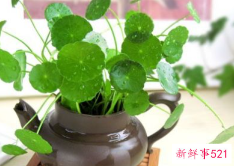 双金钱草的功效与作用