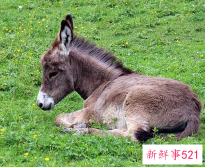 梦见驴挨打是什么意思