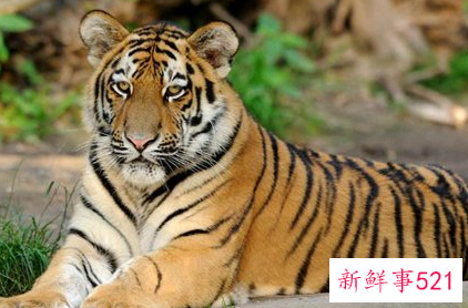 世界上最大的老虎