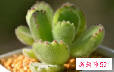 熊童子怎么爆盆