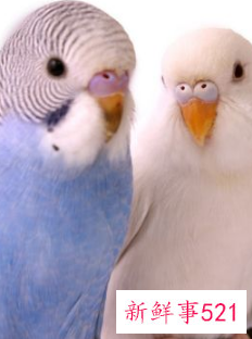 哪种小宠物干净好养没有味