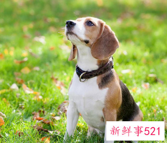 小型犬养什么好一些