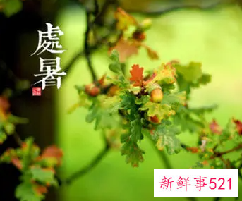 节气处暑的介绍