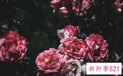 很喜欢一个人忽然就没感觉