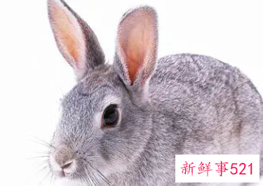 属兔几月出生最好命运