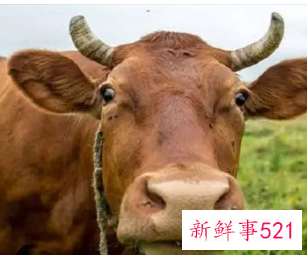 梦到牛说话的寓意