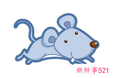 属鼠是啥星座