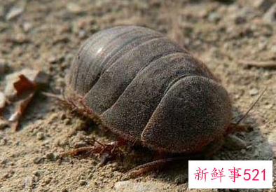 土元的作用和功效