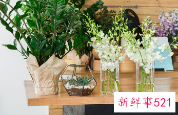 客厅都摆放什么东西