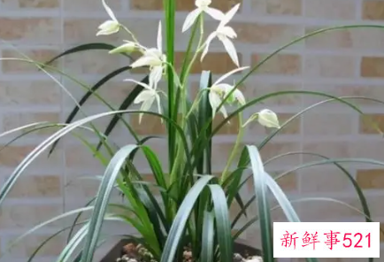 兰花秋天能换盆吗