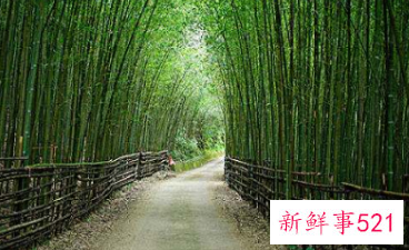 竹子和荷花象征什么