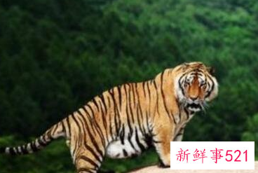 世界上最大的老虎