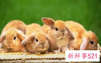 有创意的兔子名字