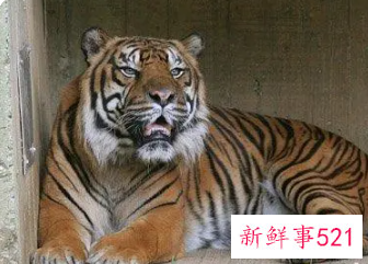 梦见老虎仙家给的什么提示