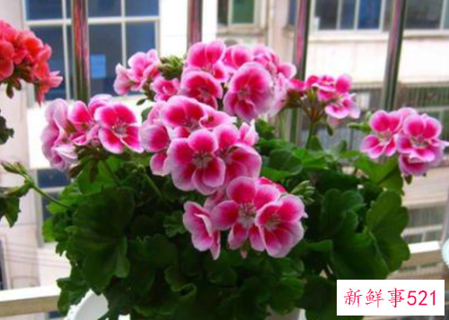 天竺葵种植有什么要点