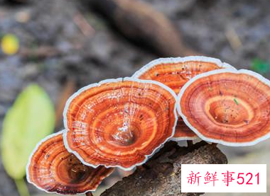 经期能喝灵芝水吗