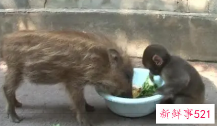 女属猪男属猴能结婚吗