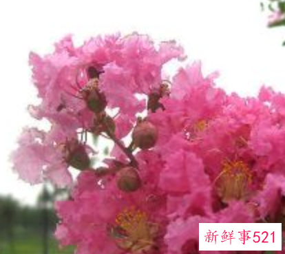 北方露台适合种什么树