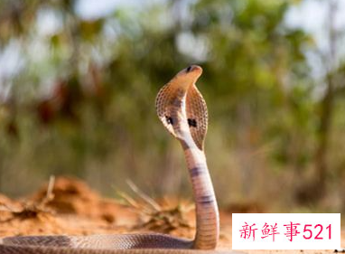 梦见眼镜蛇进屋有什么预兆