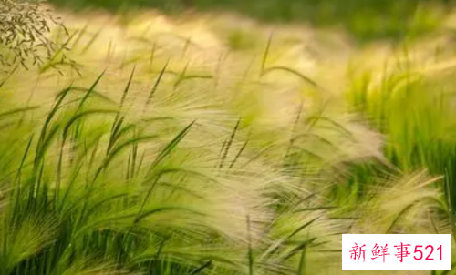 梦见干草是什么意思呢